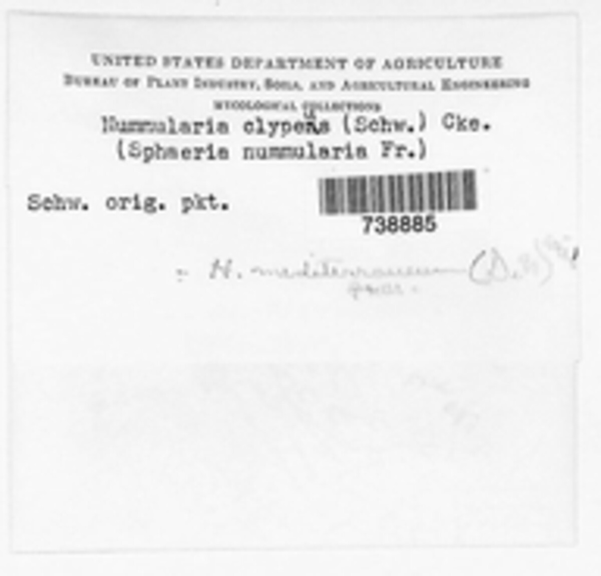 Biscogniauxia mediterranea image
